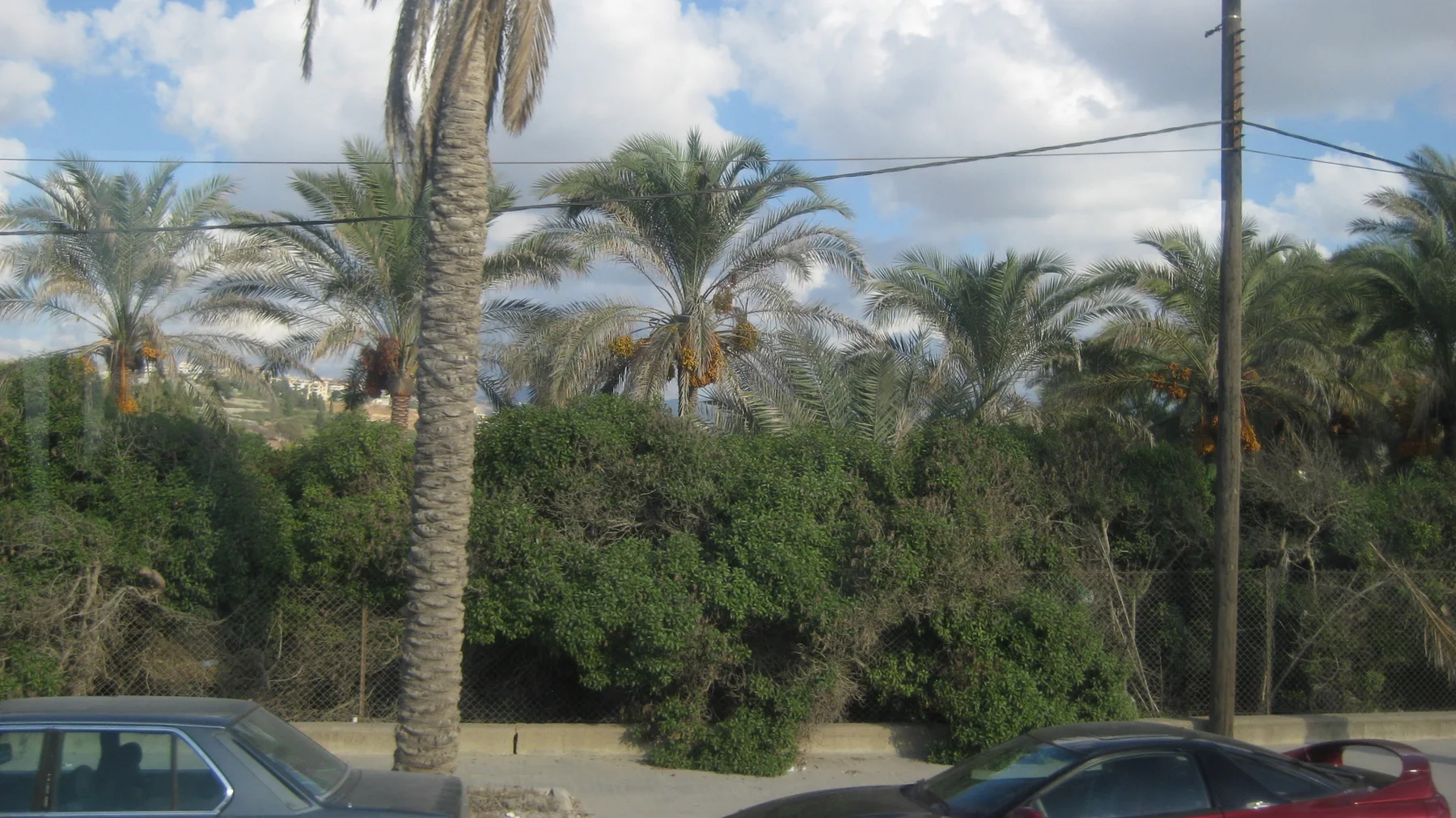 Tall palm trees and dense greenery stand behind passing cars and overhead cables.