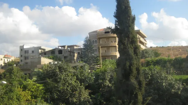 A slender dark tree rises beside a rounded apartment building and green roadside planting.