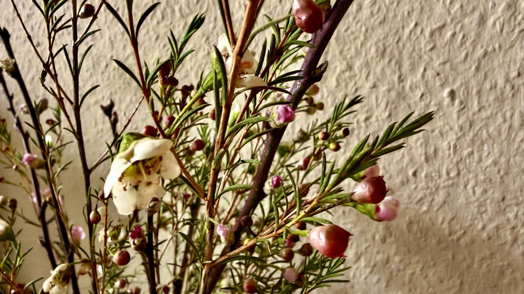 Pink rounded buds, narrow green leaves and a small pale flower grow along branching stems against a textured wall.