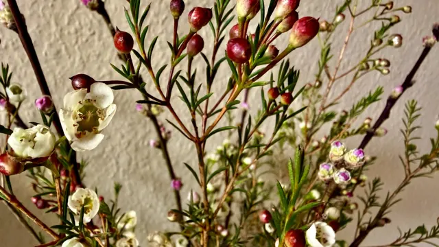 White flowers and pink buds mingle with thin green leaves and tiny purple blooms in a close view of the arrangement.