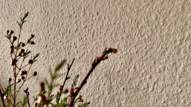 Slender flower stems rise from the lower edge of the frame, with dark buds and a softly focused branch against a textured cream wall.