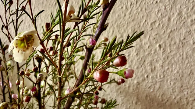 A pale flower and pink buds appear among narrow green leaves and crossing brown stems, with open wall space to the right.