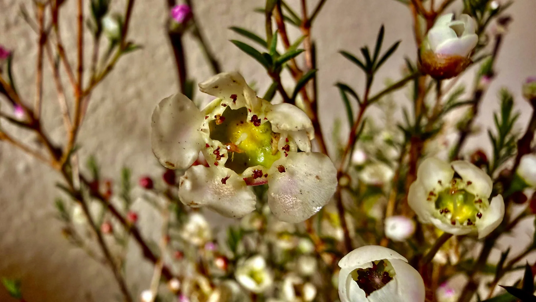 A close-up of a small pale flower with a greenish centre and brown specks, surrounded by other blossoms and slender leaves.