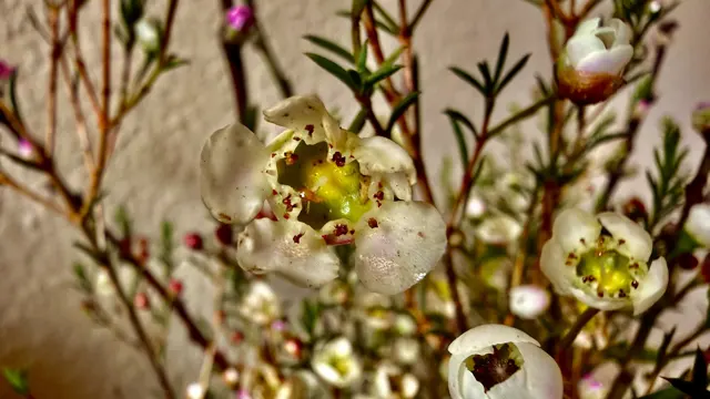 A close-up of a small pale flower with a greenish centre and brown specks, surrounded by other blossoms and slender leaves.