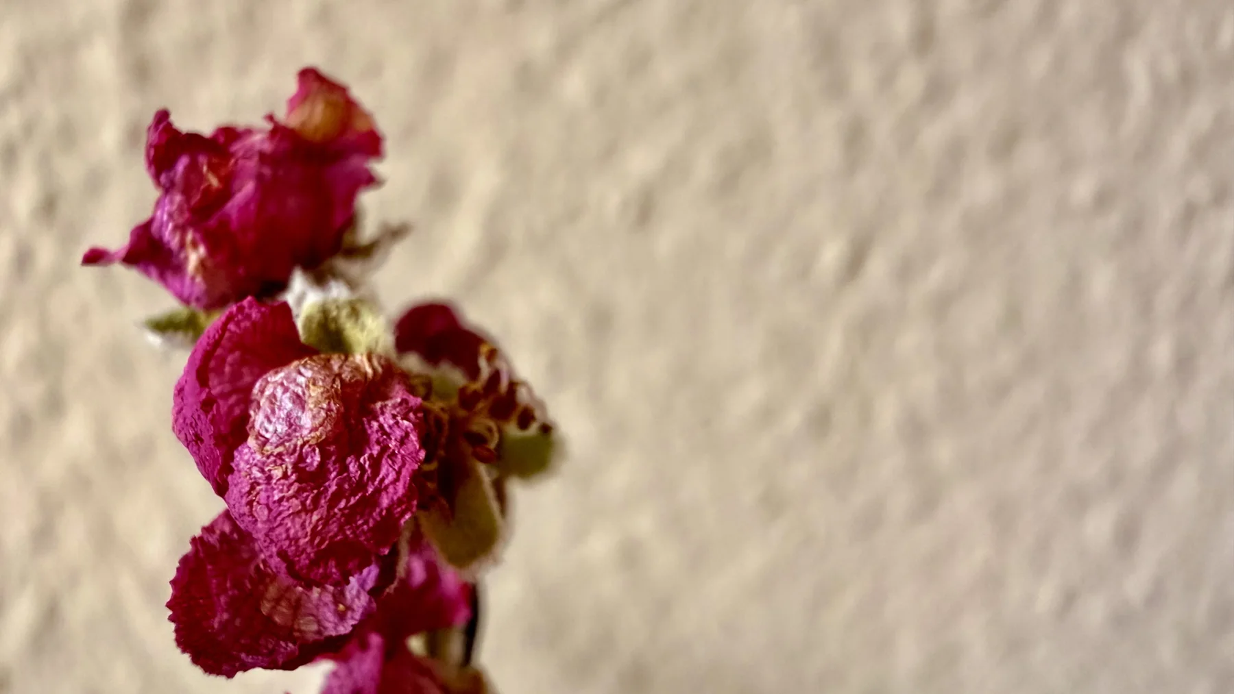 Deep pink, curled petals cluster along a stem in close-up, with a softly blurred cream wall behind.