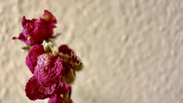 Deep pink, curled petals cluster along a stem in close-up, with a softly blurred cream wall behind.