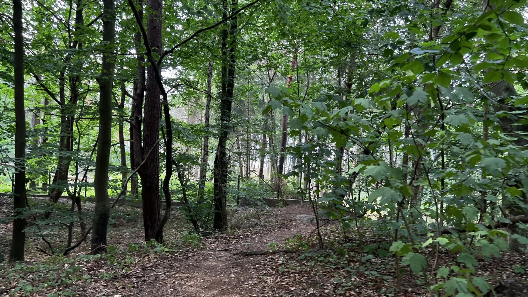A leaf-covered forest floor beneath tall trunks and dense green foliage.