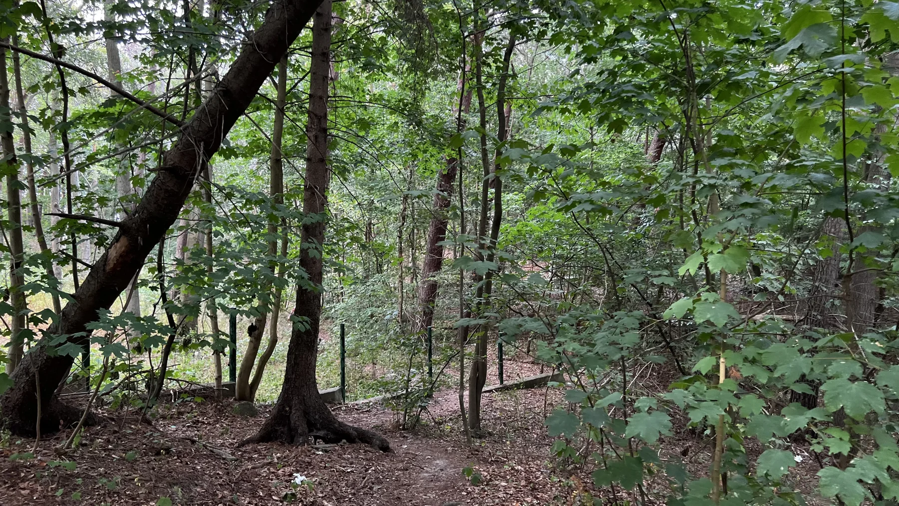 Slender trunks and low branches frame a small opening in the woodland.