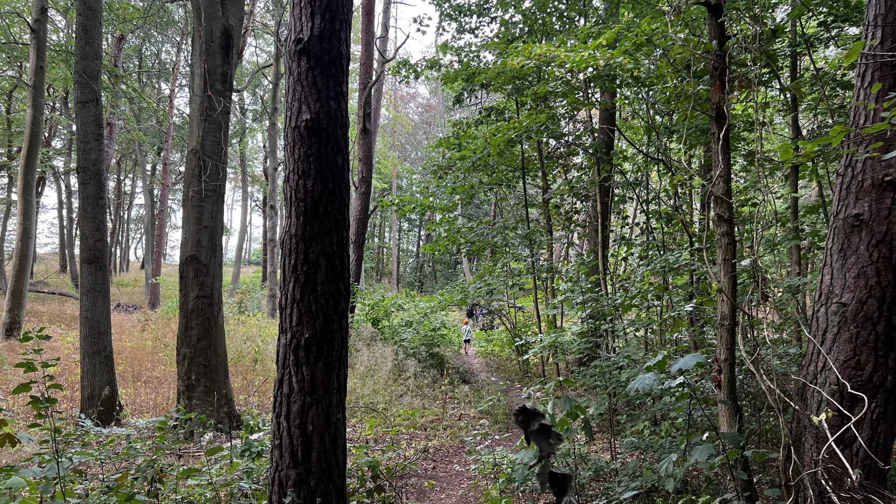 A narrow path runs between tall trees, with a dark trunk in the foreground.