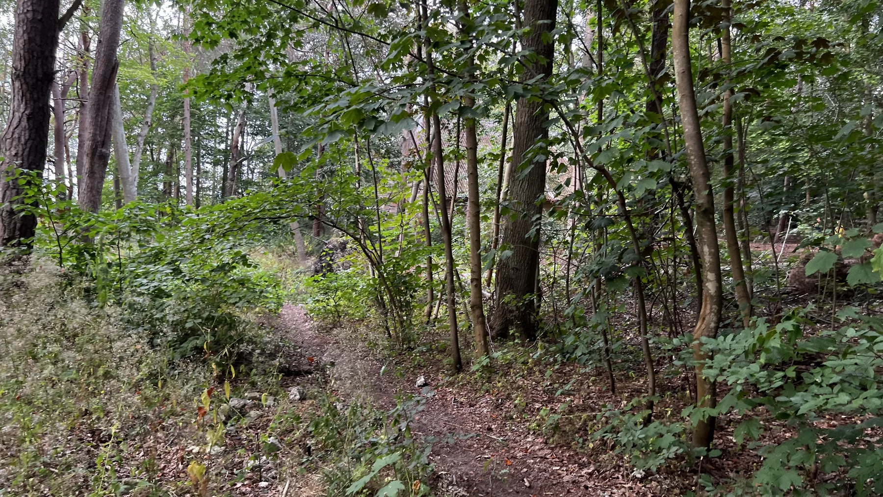 A sandy woodland path threads between shrubs and tree trunks.