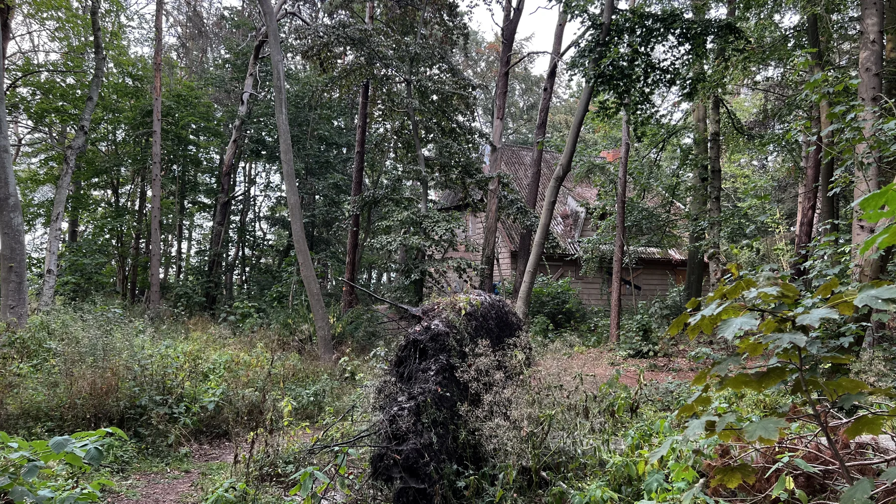 A steep roof appears behind trees, with an exposed root mass in the foreground.