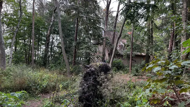 A steep roof appears behind trees, with an exposed root mass in the foreground.