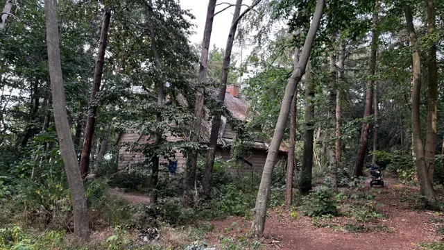 The weathered house is partly concealed by closely spaced trees and foliage.