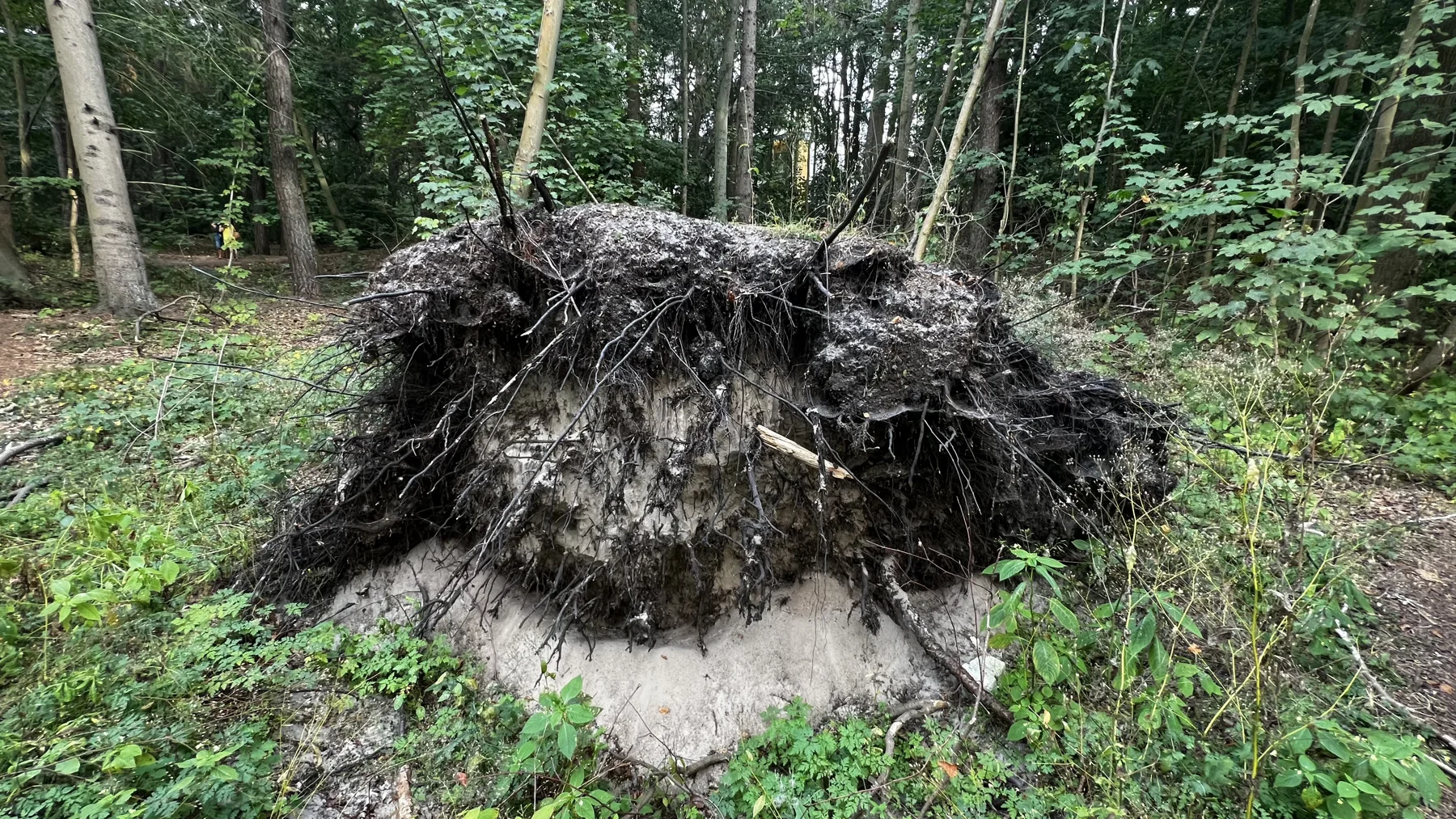 An uprooted tree’s dark root mass rises above pale sand on the forest floor.