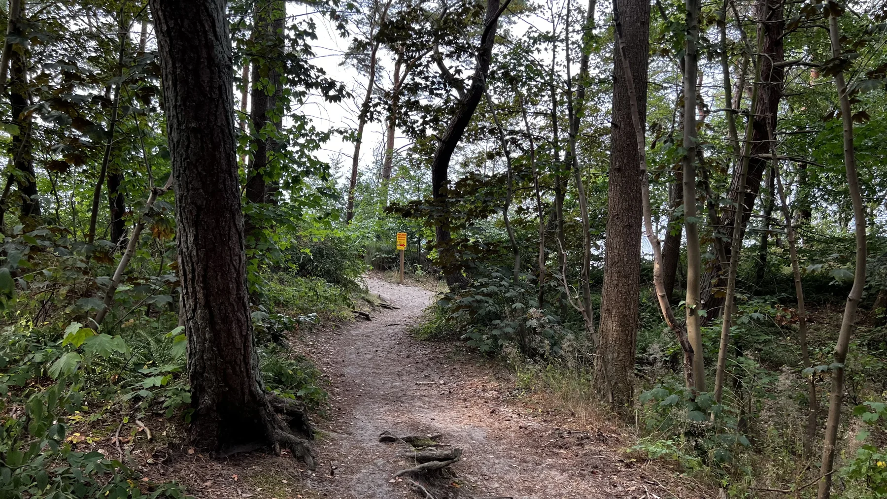 A sandy path curves between trees toward small signs in the distance.