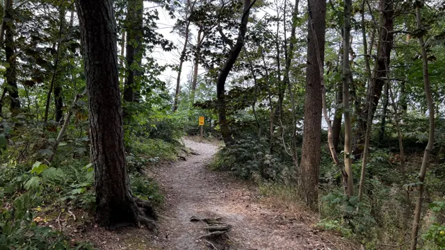 A sandy path curves between trees toward small signs in the distance.