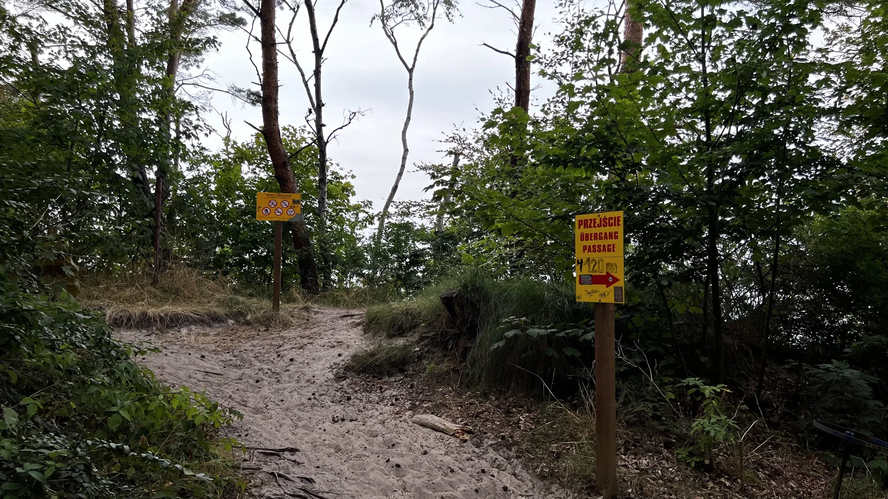 Yellow signs stand beside a sandy path between trees near the coast.