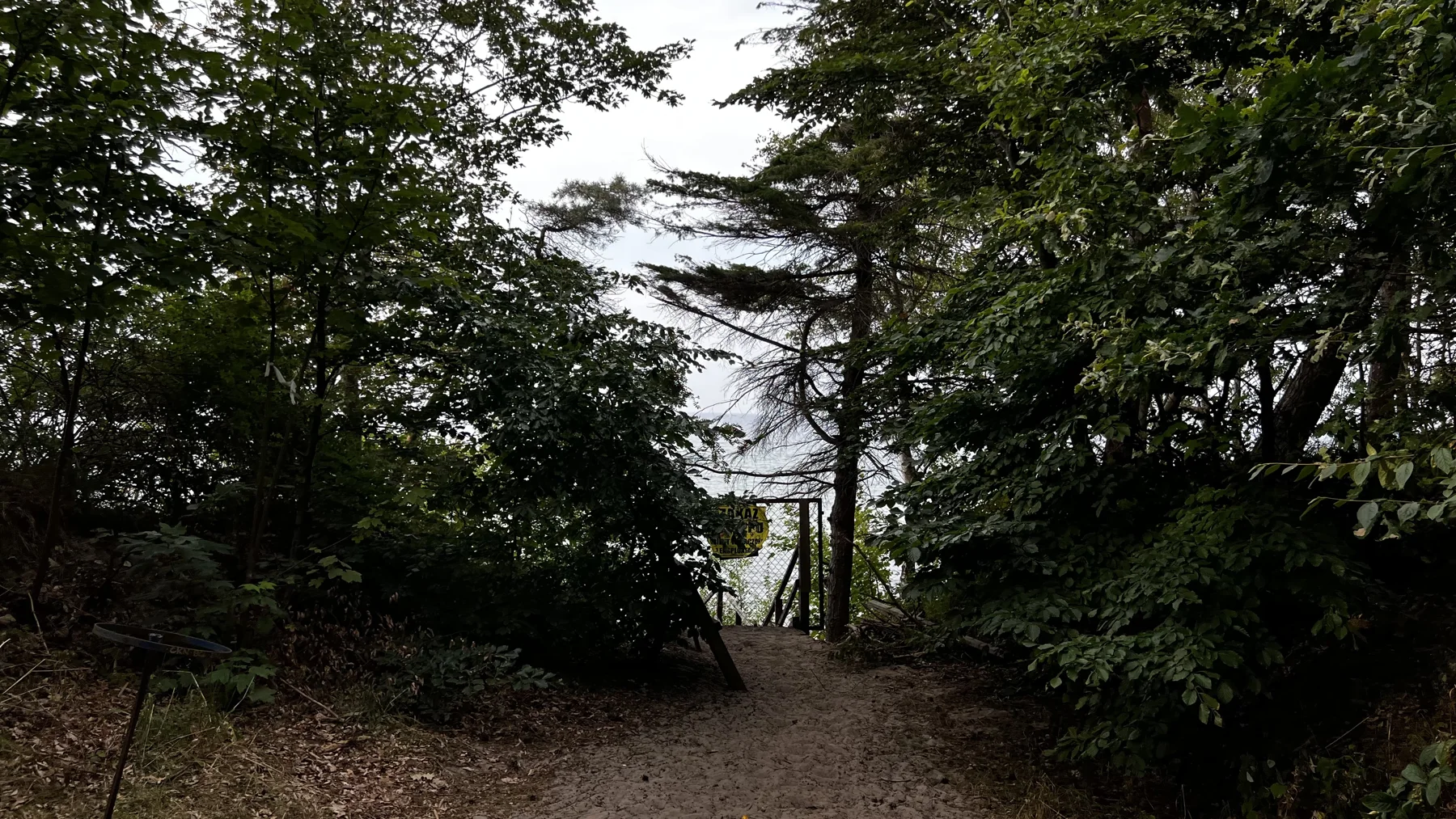 A dark woodland opening frames a pale strip of beach and sea beyond.