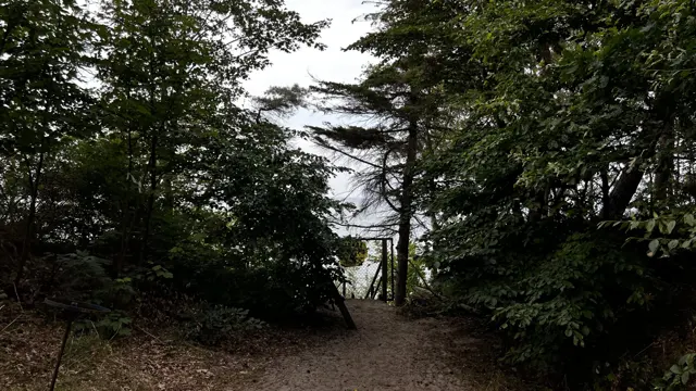 A dark woodland opening frames a pale strip of beach and sea beyond.