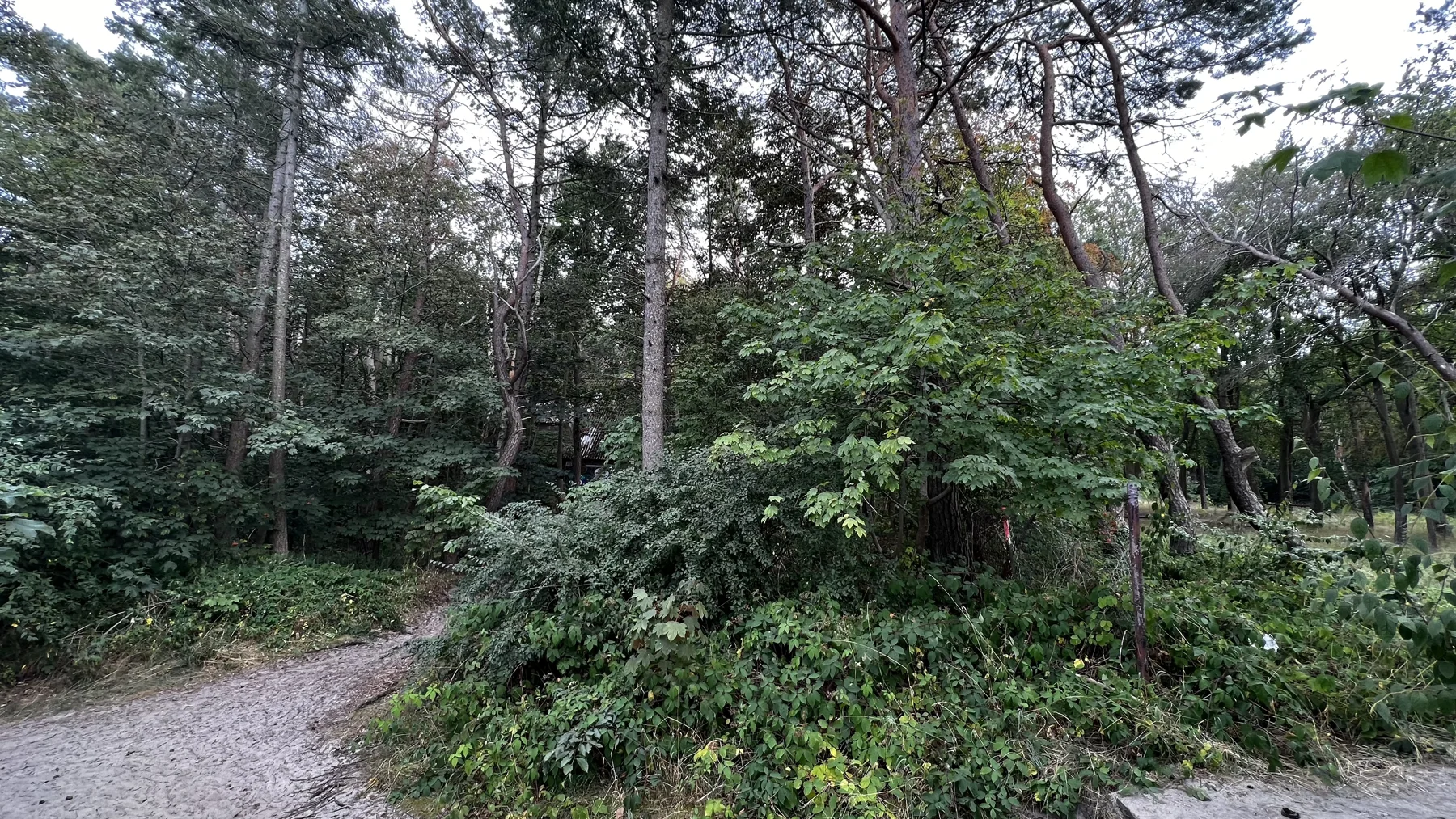 Low bushes and slender trees cover the ground beside a woodland path.
