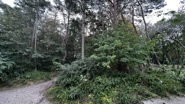 Low bushes and slender trees cover the ground beside a woodland path.