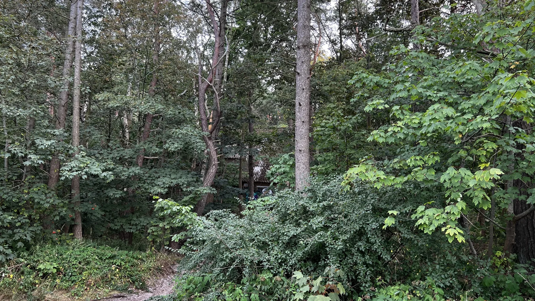 Dense shrubs and leafy branches overlap beneath tall, pale tree trunks.