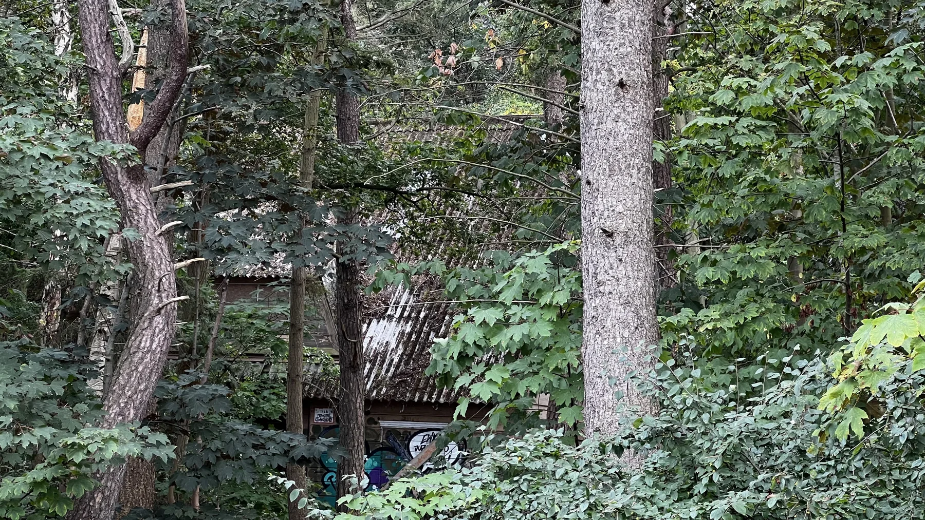 A small section of tiled roof and a graffiti-covered wall appear behind trunks and leaves.