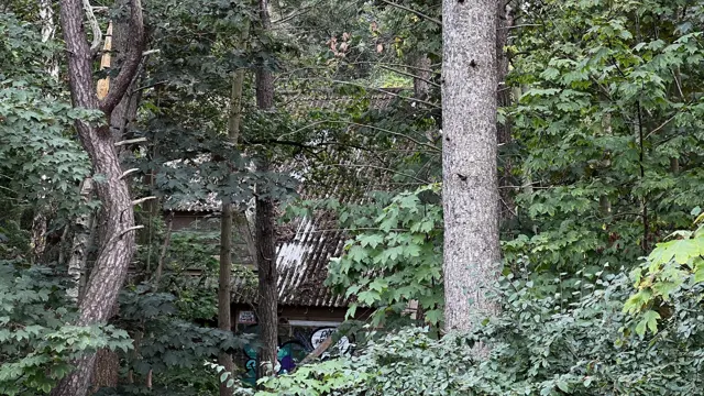 A small section of tiled roof and a graffiti-covered wall appear behind trunks and leaves.