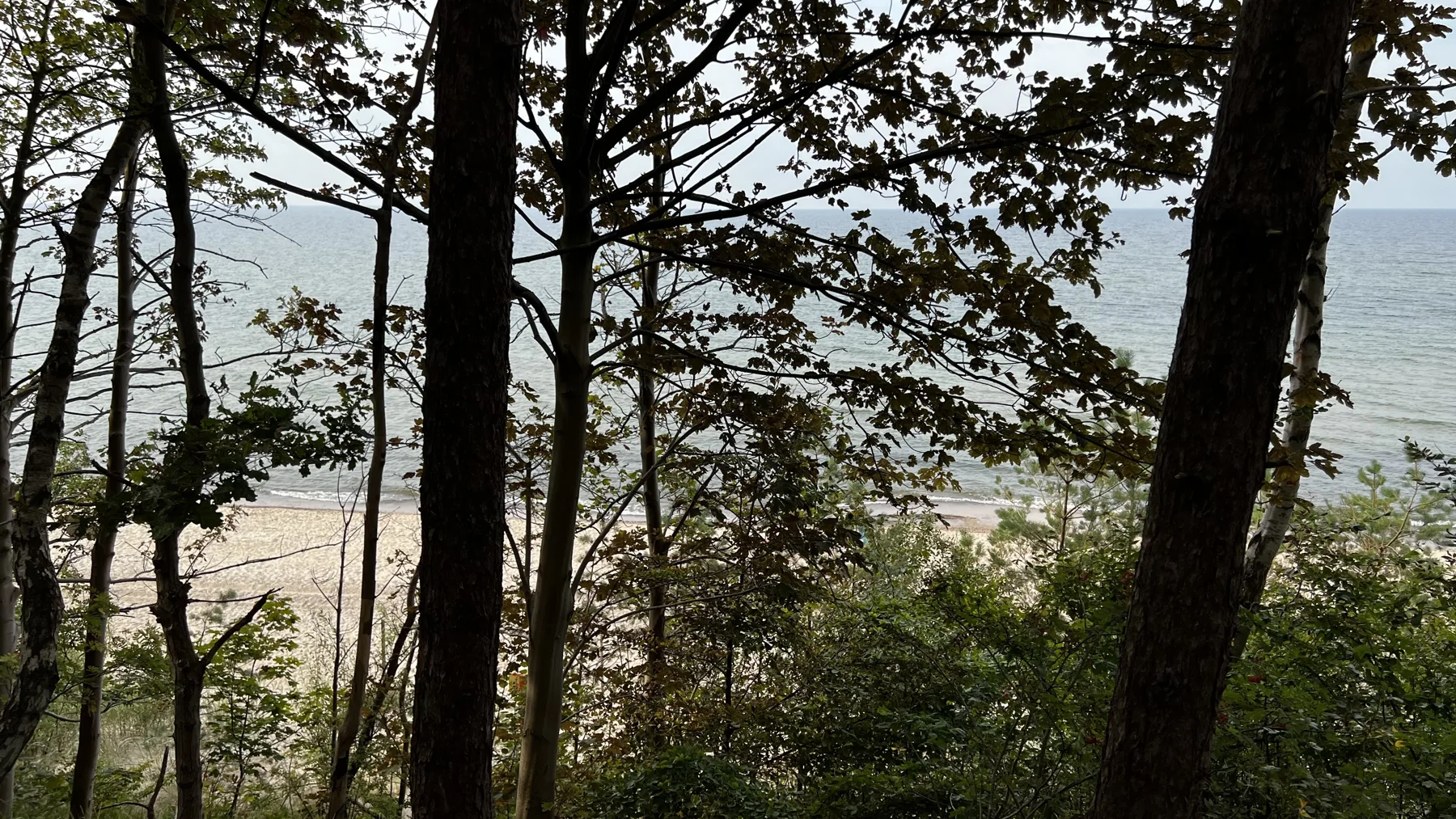 Tree trunks and dark branches frame the pale beach and sea below.