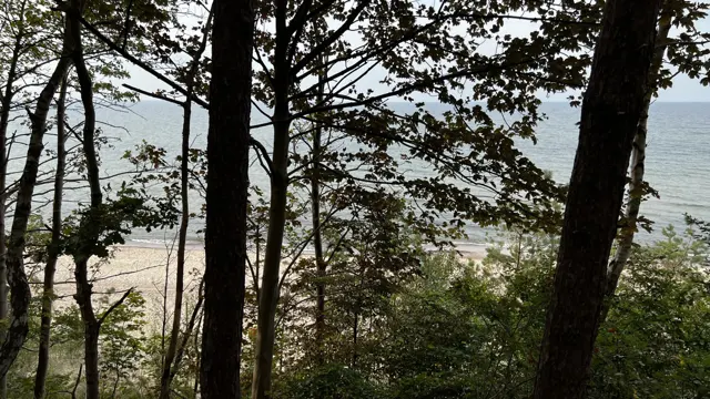 Tree trunks and dark branches frame the pale beach and sea below.