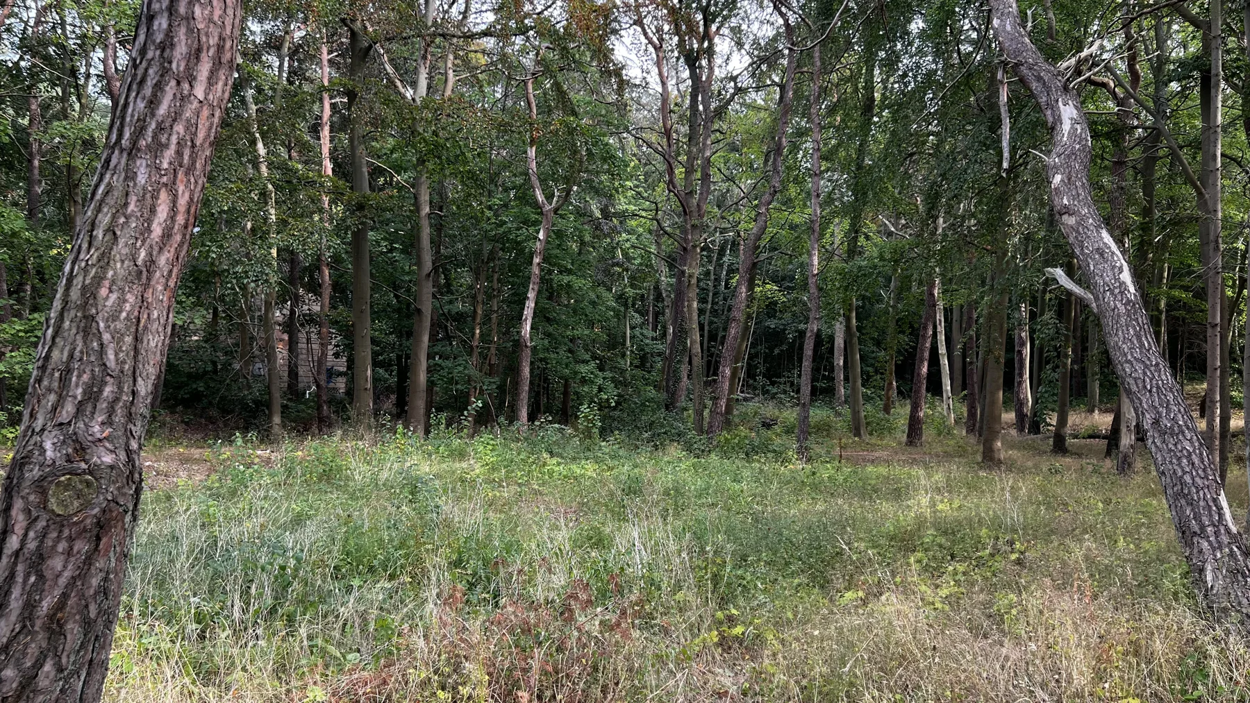 Grass and pine trunks fill a quiet clearing in the woodland.