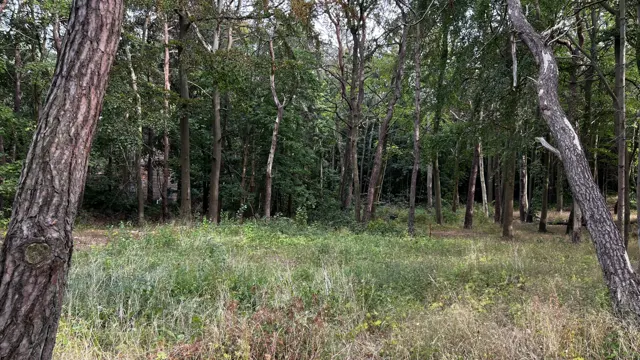 Grass and pine trunks fill a quiet clearing in the woodland.