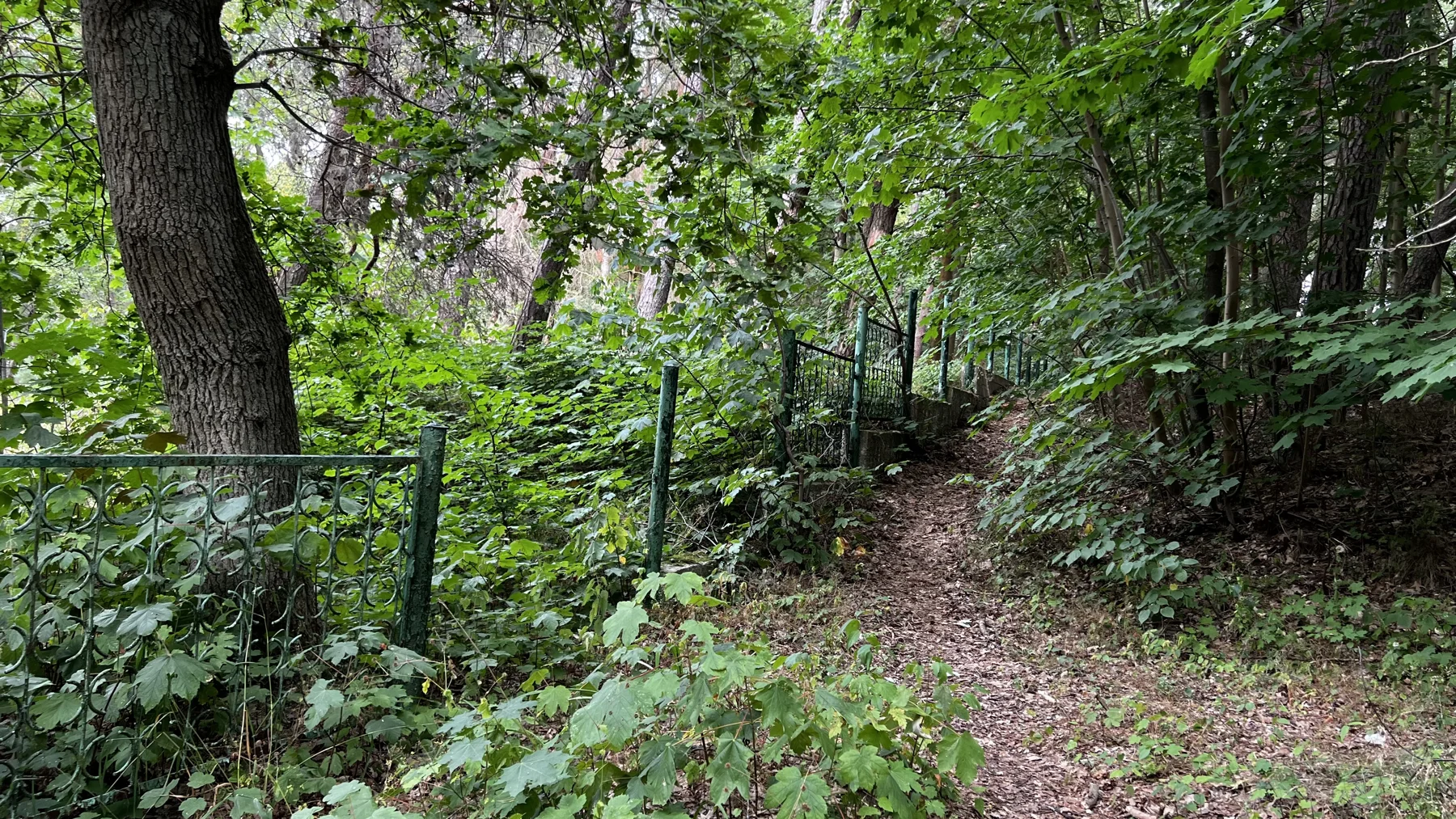 A narrow leaf-covered path follows a metal fence through dense green woodland.