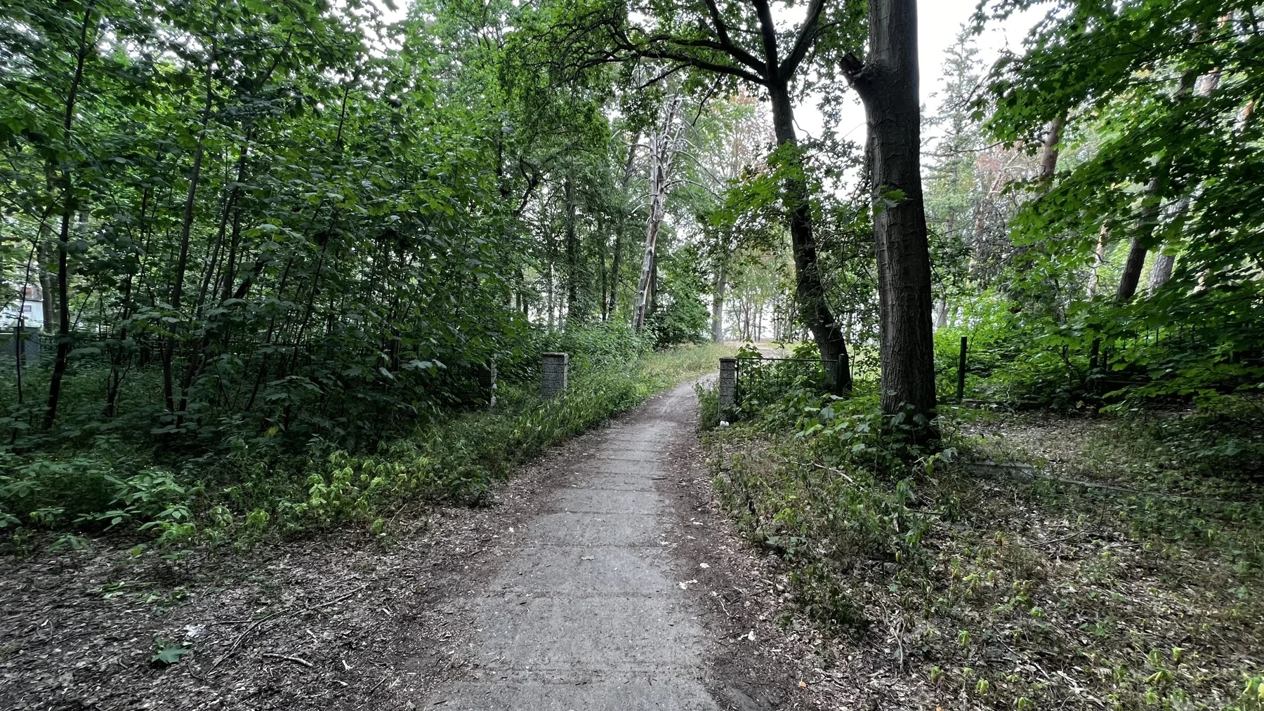 A pale woodland path divides around a large tree beneath a green canopy.