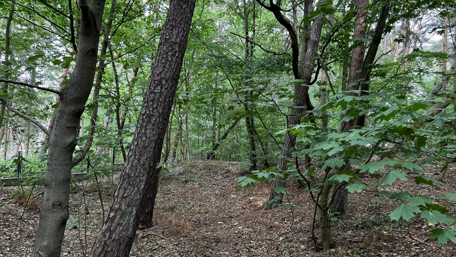 Leaning tree trunks stand above a leaf-covered woodland floor.