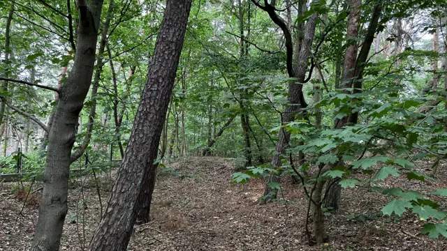 Leaning tree trunks stand above a leaf-covered woodland floor.