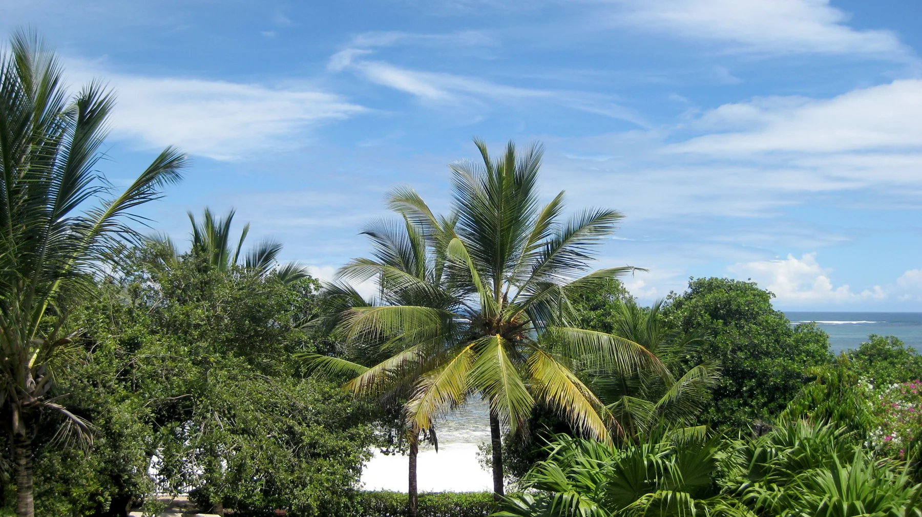 Palm fronds rise above dense coastal greenery, with a strip of blue sea and scattered clouds behind.