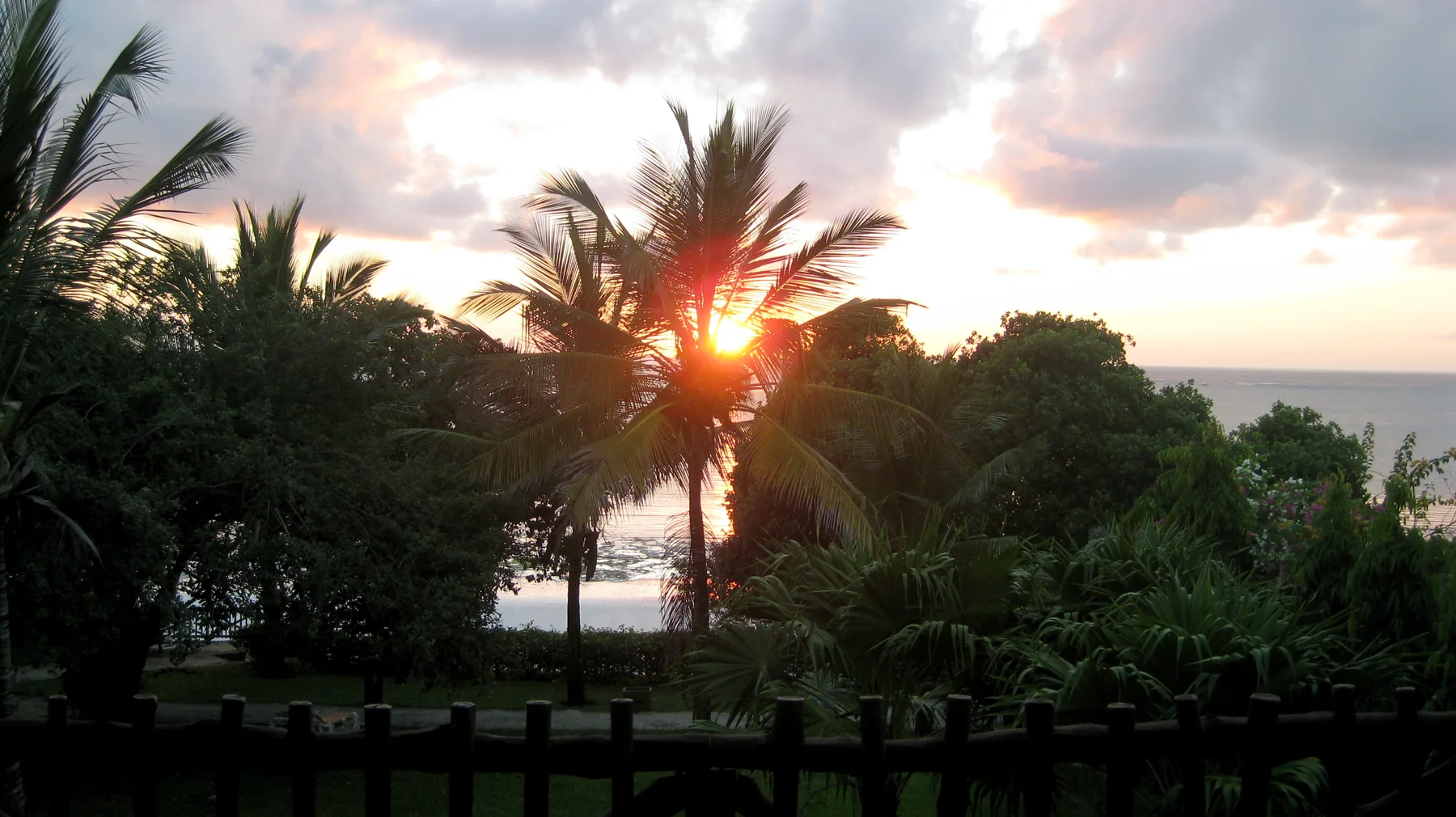 Low sunlight shines through a palm tree, with pink-tinged clouds above and a bright strip of water beyond the foliage.