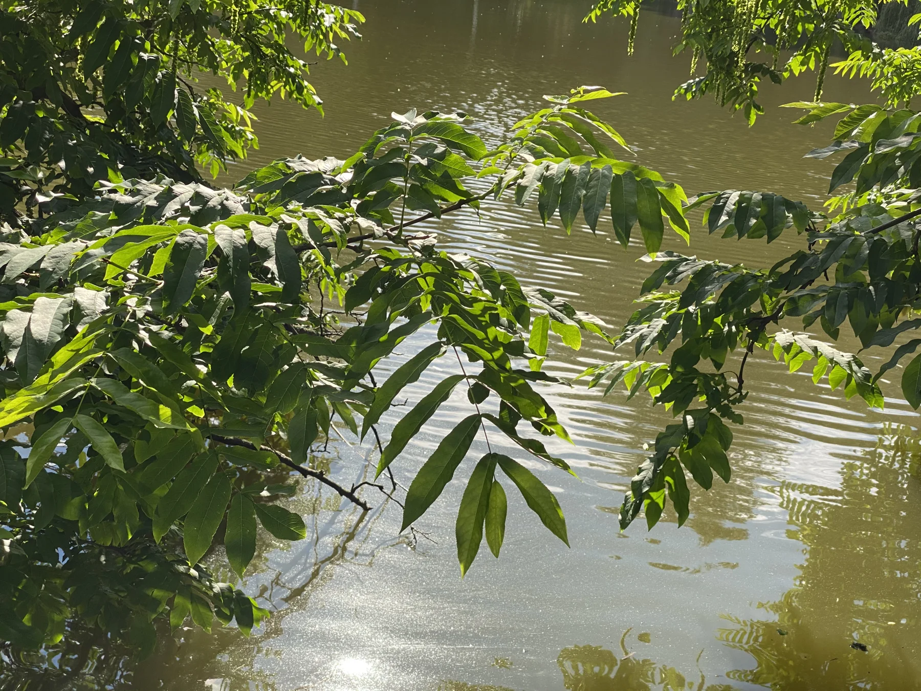 Sunlit green leaves extend over softly rippling water, with bright reflections near the lower edge of the frame.
