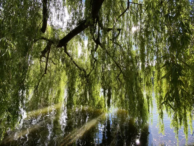 Long green branches hang over dark reflective water, with a thick limb crossing the upper part of the frame.