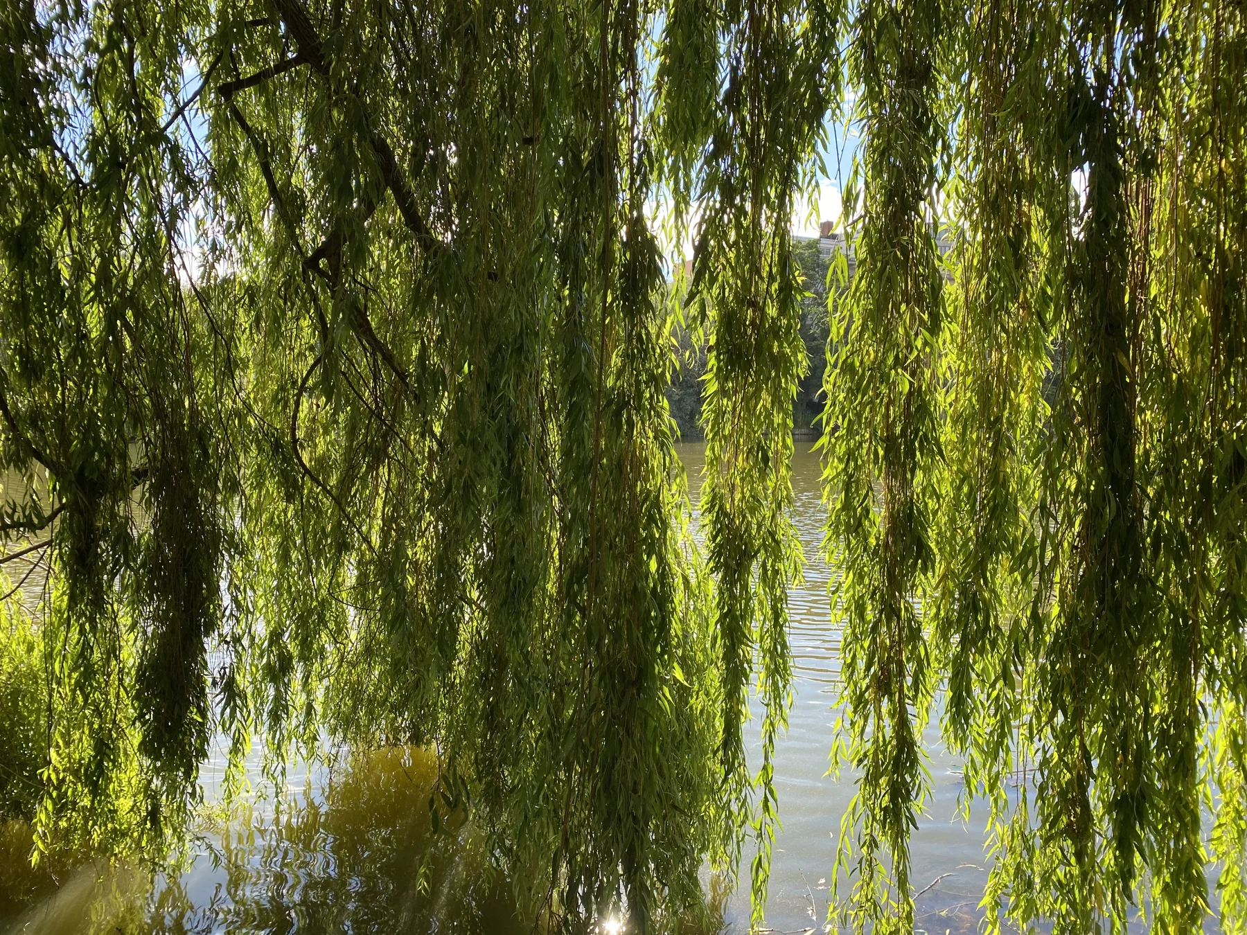 Dense hanging foliage forms a green curtain over water, with sunlight filtering through the leaves.