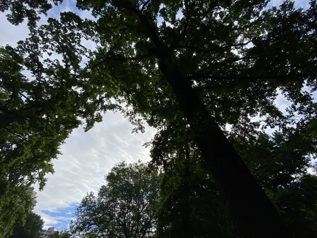 An upward view follows a dark tree trunk into a canopy of leaves, with patches of pale sky between the branches.