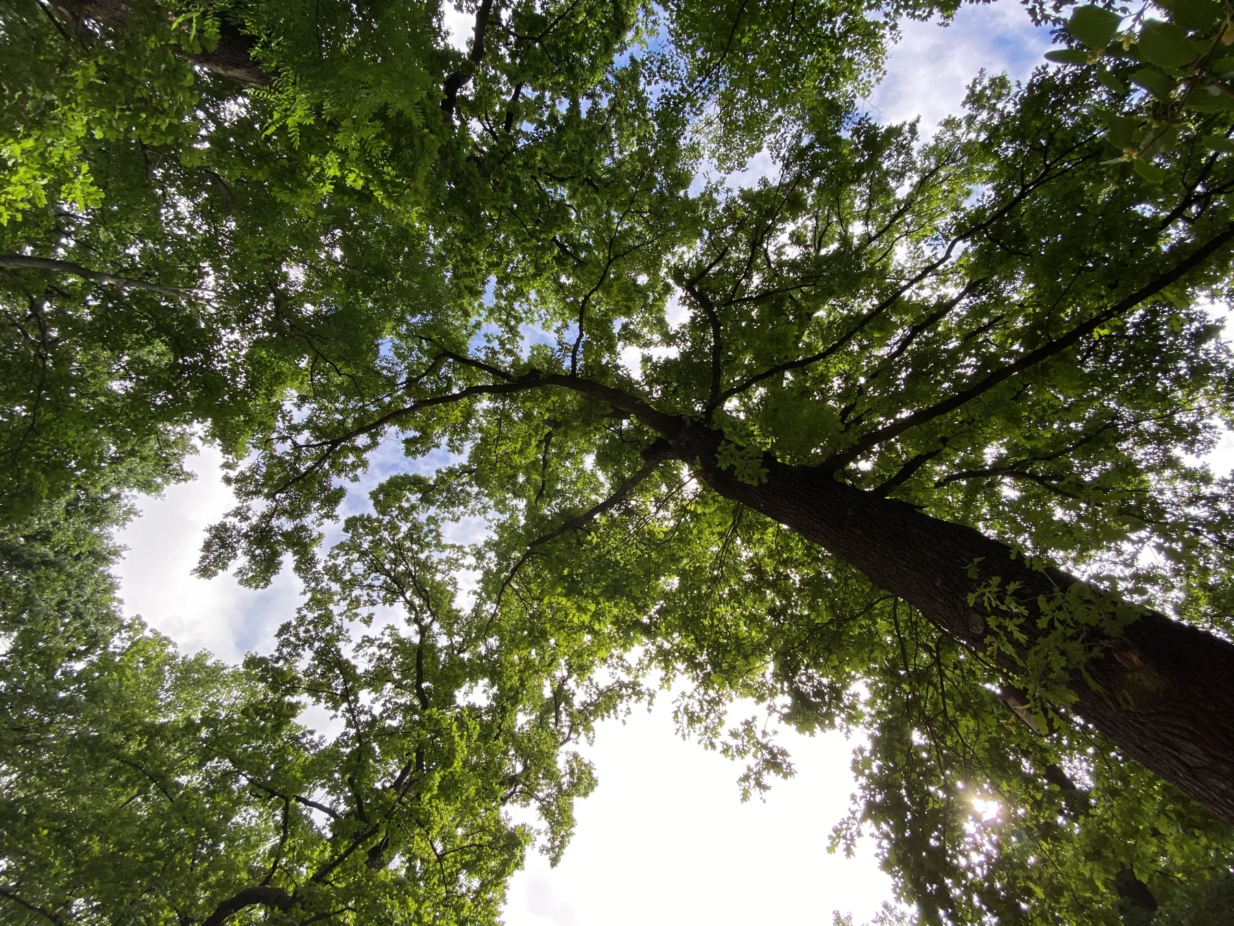 A tall trunk rises diagonally into spreading green branches, with bright sky visible through the canopy.