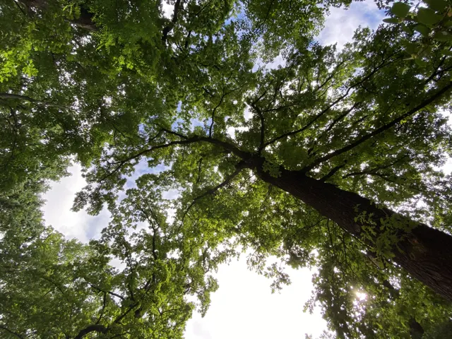 A tall trunk rises diagonally into spreading green branches, with bright sky visible through the canopy.