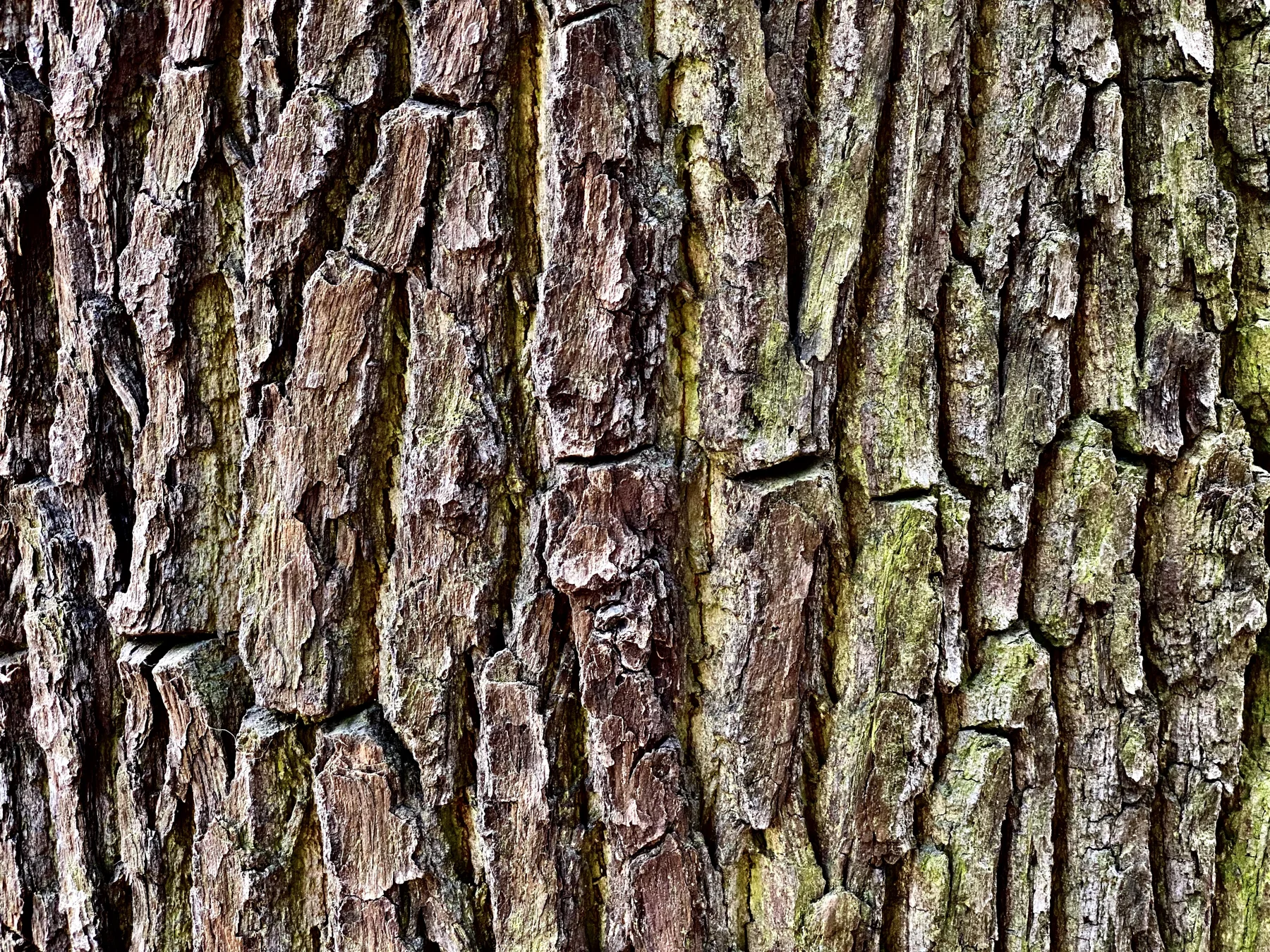 A close-up fills the frame with deeply ridged bark in brown and grey tones, with green patches along some grooves.