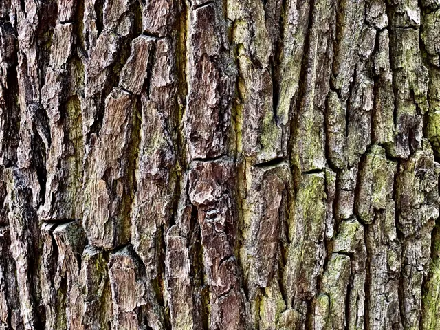 A close-up fills the frame with deeply ridged bark in brown and grey tones, with green patches along some grooves.