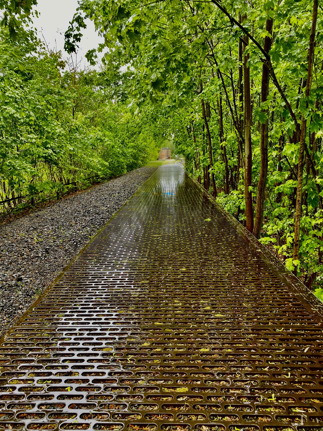 A portrait view along a metal-grating walkway beneath green trees, with wet-looking surfaces catching the light.