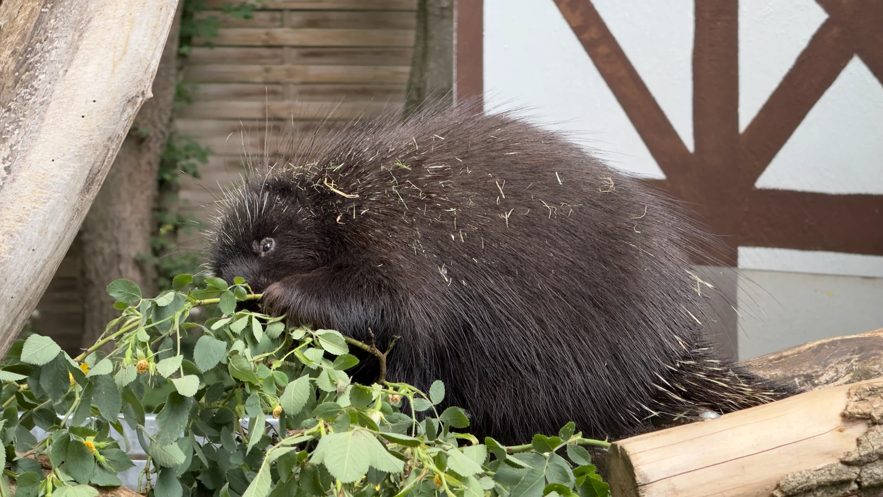 A dark porcupine sits beside a pile of leafy branches, with its face turned towards the leaves and pale quills visible across its back.