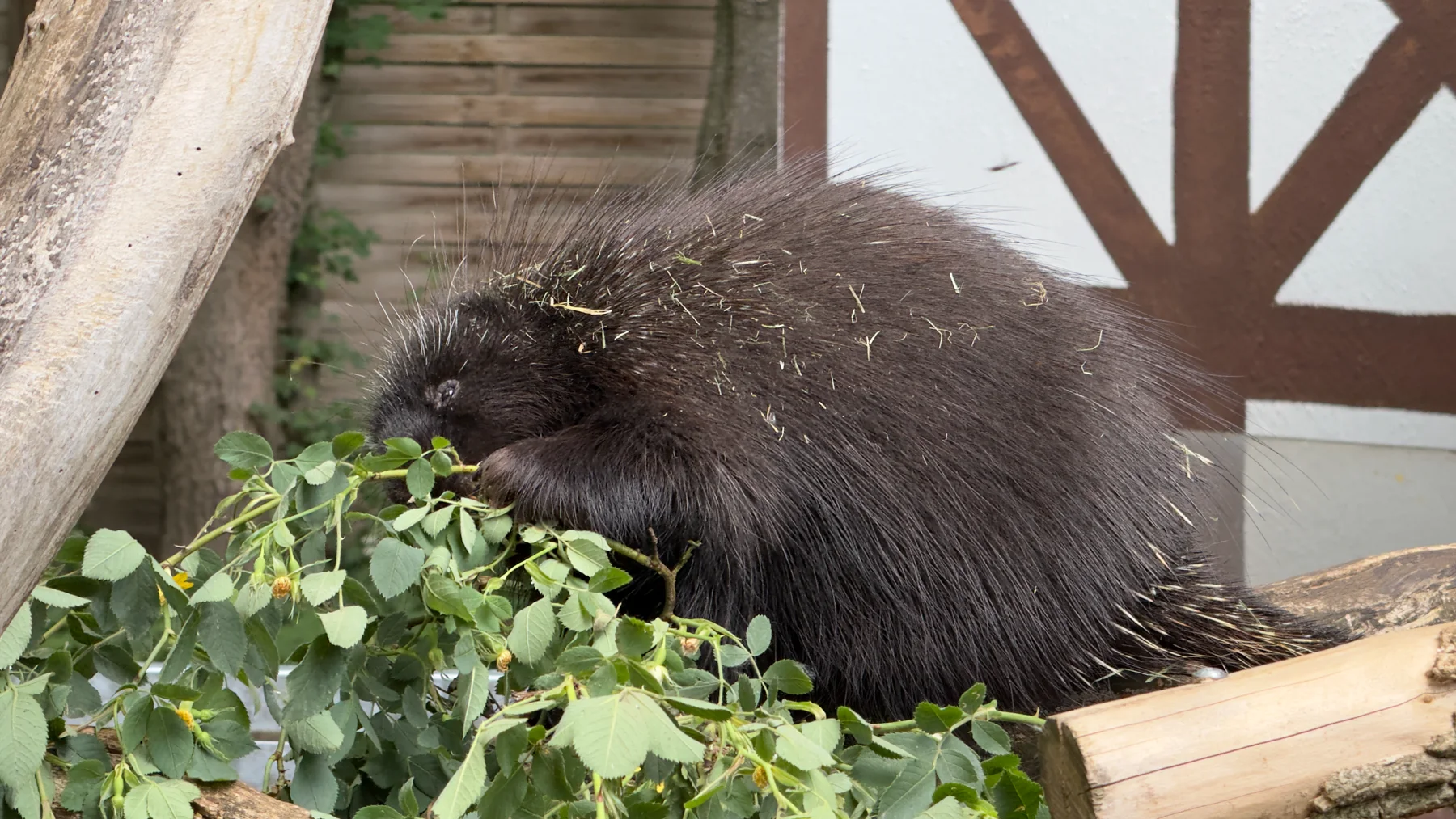 A side view of a porcupine leaning towards green foliage, framed by logs and a timber-patterned wall.