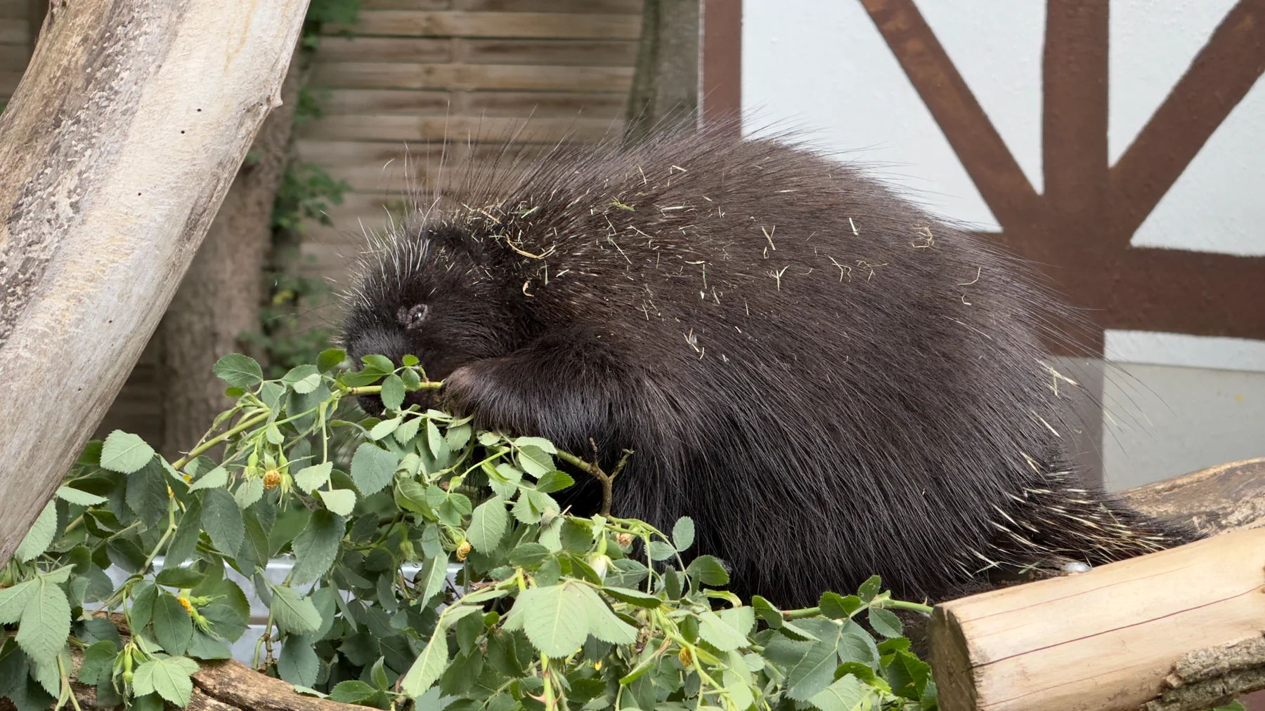 A porcupine holds foliage near its mouth with a front paw, its rounded dark body beside a pale log.